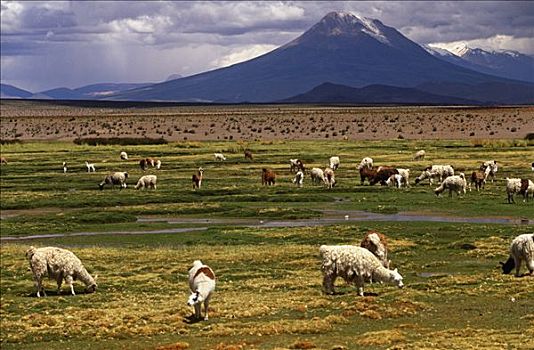 智利,国家公园,南美大草原,草地,围绕,普韦布洛,乡村