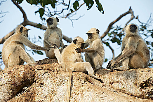 五个,叶猴,坐,树,中央邦,印度