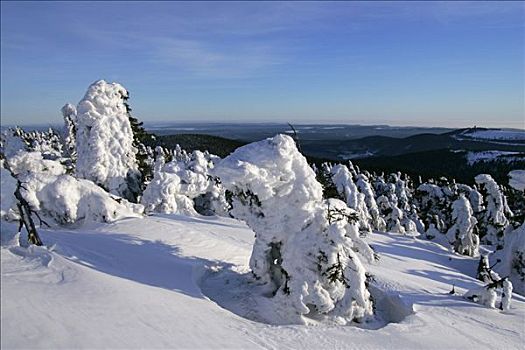 风景,积雪,针叶树,德国,国家公园,冬天,顶端,布罗肯,山,哈尔茨山,萨克森安哈尔特