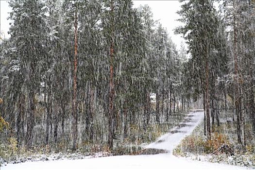 下雪,上方,树林,瑞典
