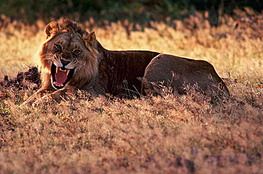 肯尼亚,狮子,安伯塞利国家公园