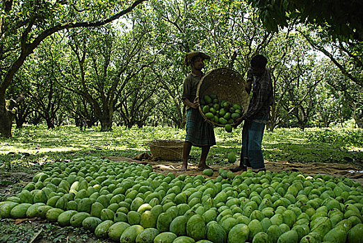 农民,采集,芒果,果园,孟加拉,六月,2008年