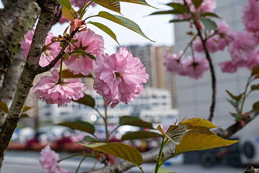 粉色樱花晚樱春天盛开