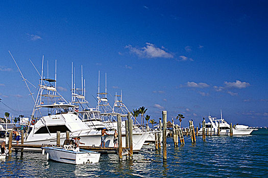 鲸,港口,钥匙,佛罗里达礁岛群,佛罗里达,美国