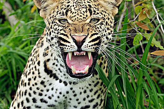 豹,狰狞,博茨瓦纳