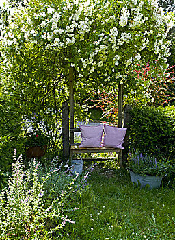 园凳,薰衣草,蔷薇