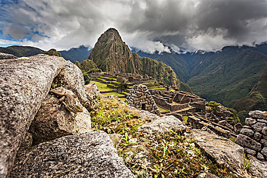 蜥蜴,石墙,马丘比丘,古老,迷失,城市,印加,一个,上面,旅游胜地,秘鲁