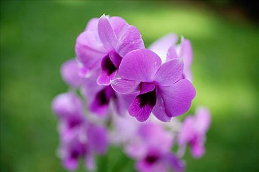 特写,紫色,兰花