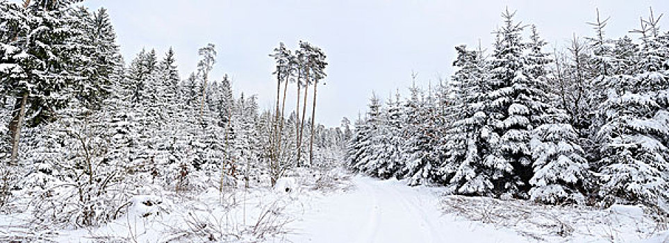 冬季风景,普拉蒂纳特,巴伐利亚,德国,欧洲