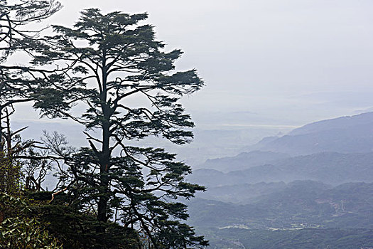 峨眉山迎客松