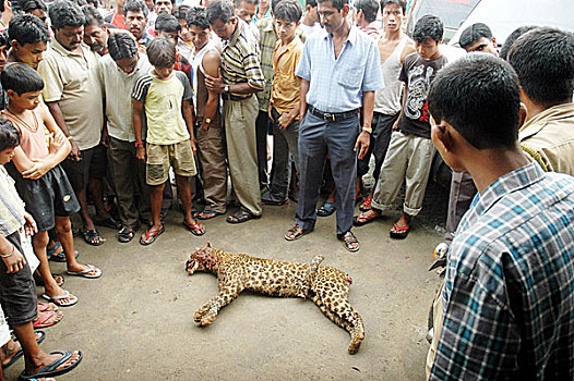 人,死,普通,豹,柱子,脚,山,星期二,八月,2007年,大型猫科动物,杀死,村民,受伤,两个人