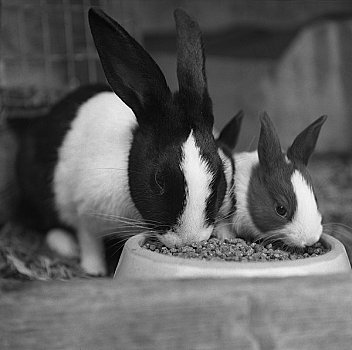 两个,兔子