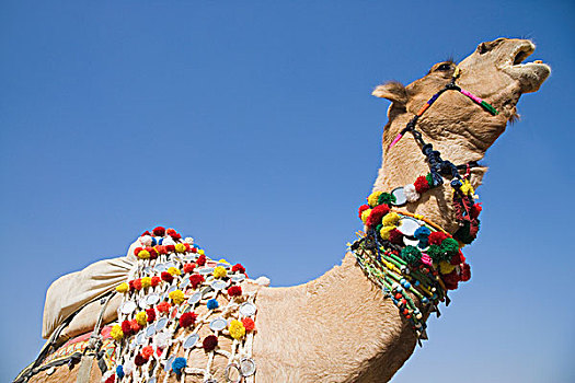 仰视,骆驼,普什卡,拉贾斯坦邦,印度