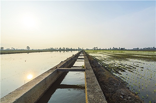 灌溉,水,稻田,日出,背景
