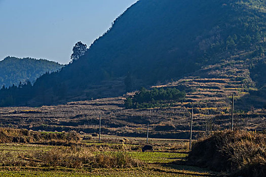 村庄,农村,房子,老屋,土墙,树,小路,道路,山,蓝天,白云,石墙,鱼鳞云,牛,草,田地,农舍