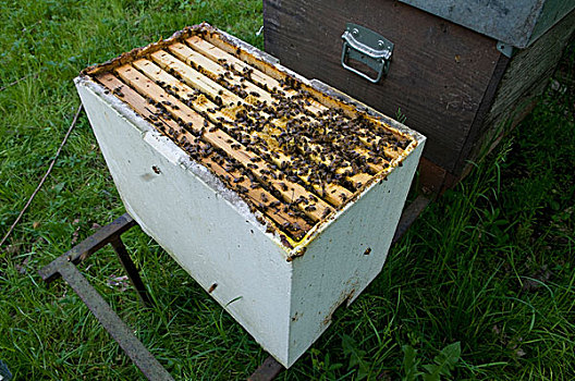 窝,盒子,聚苯乙烯,蜜蜂,饲养