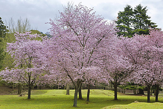 樱花,奈良,公园,关西,本州,日本