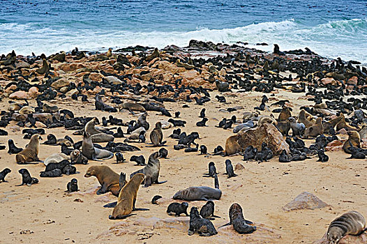 褐色,毛皮,海豹,岬角,海滩,克罗斯角,埃龙戈区,纳米比亚,非洲