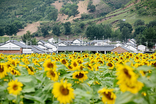 鲜花,掩映,新农村