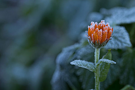 冰冻,万寿菊,花,自然,绿色背景