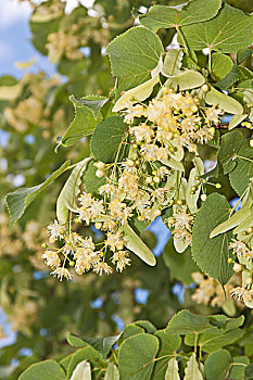 柠檬,小叶椴,花