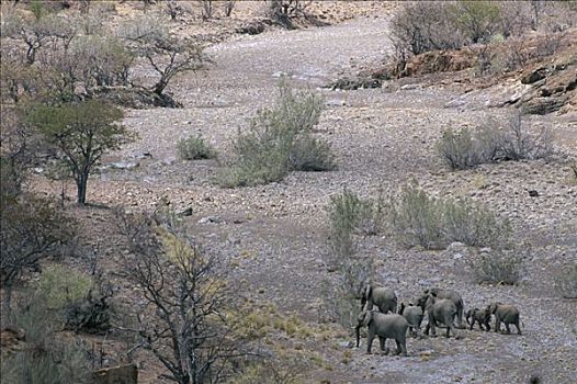 荒芜,非洲象,走,干燥,河床,达马拉兰,纳米比亚