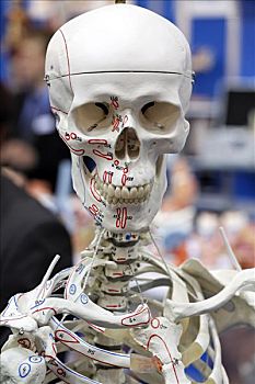 头骨,人体骨骼,正面,解剖模型,2008年,全球,医疗,贸易展览会,北莱茵威斯特伐利亚,德国,欧洲
