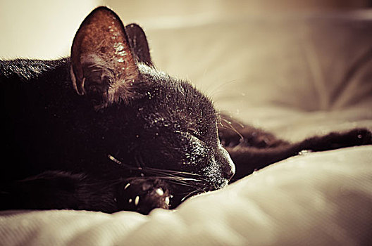 睡觉,黑猫,暗色图象,聚焦,猫,音乐放大器,鼻子