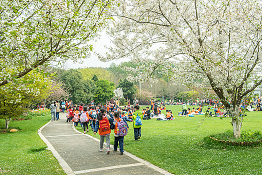 公园里春游的孩子和樱花树