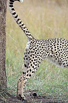 印度豹,猎豹,标记,树,马赛马拉国家保护区,肯尼亚
