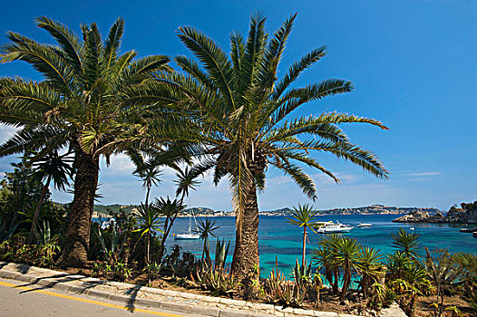 棕榈树,马略卡岛,巴利阿里群岛,西班牙,欧洲