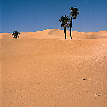利比亚,撒哈拉沙漠,沙,沙漠,棕榈树,沙丘