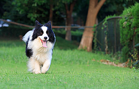 边牧,边境牧羊犬