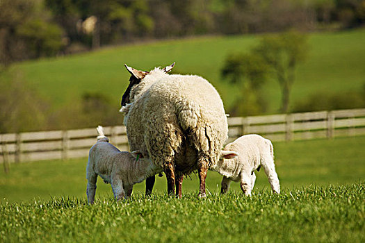羊羔,哺乳,母亲,绵羊,都柏林,爱尔兰