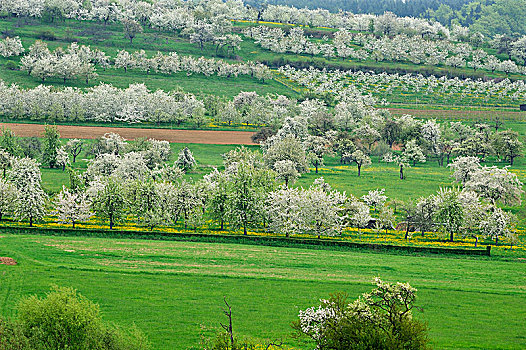 春景,花,樱桃树,甜樱桃,弗兰哥尼阶,瑞士,上弗兰科尼亚,巴伐利亚,德国,欧洲