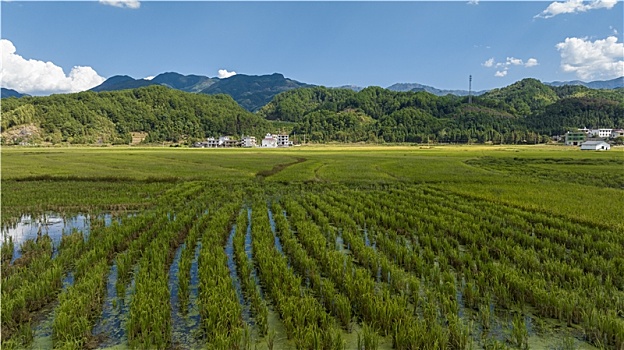 乡村丰收稻田稻穗摄影图