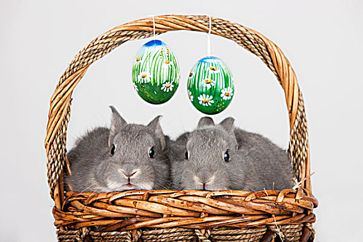 复活节,兔子,蛋,篮子