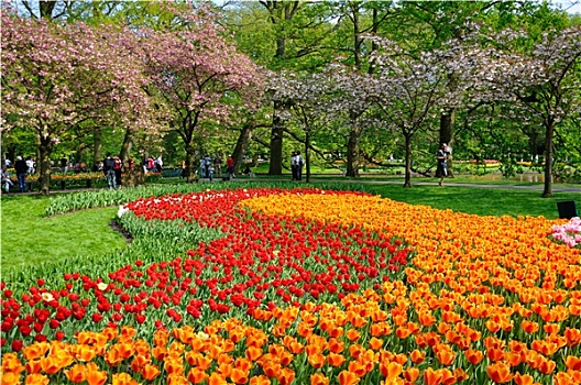 红色,橙色,郁金香,库肯霍夫公园,公园,荷兰