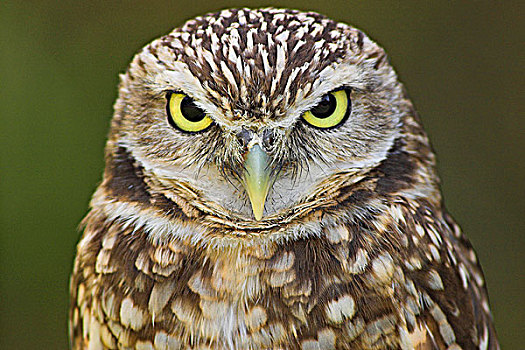 穴鸮,头部,特写,不列颠哥伦比亚省,加拿大