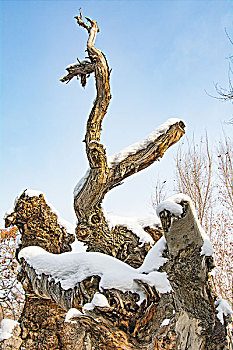 雪地里的千年不倒的胡杨林