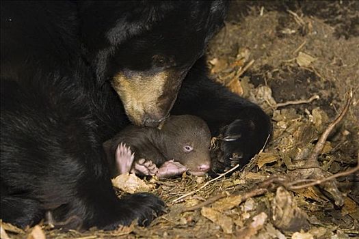 黑熊,美洲黑熊,母兽,修饰,嗅,3星期大,幼兽