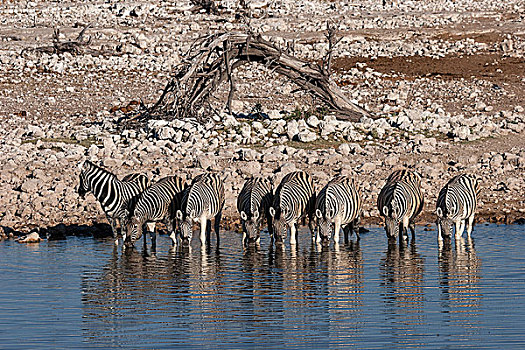 斑马,喝,水坑,埃托沙国家公园,纳米比亚,非洲