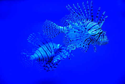 水族馆,鱼缸,鱼