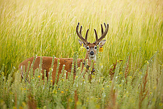 美国,华盛顿,国家野生动植物保护区,白尾鹿,公鹿