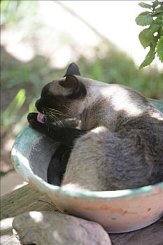 暹罗猫,洗,躺着,盘子,平台