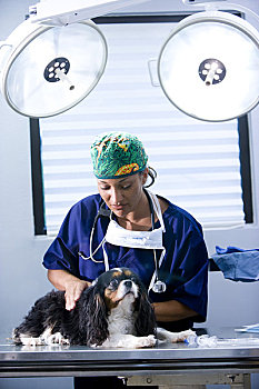 兽医,狗,桌上,手术室