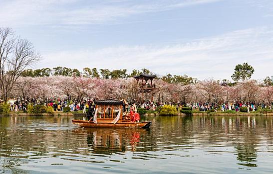 武汉东湖园樱花节