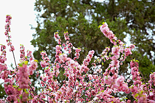 春天迎风盛开的粉白色梅花