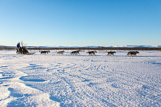 狗拉雪橇,雪景,诺尔博滕县,拉普兰,瑞典