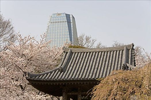 屋顶,庙宇,围绕,樱桃树,摩天大楼,背景,东京,日本